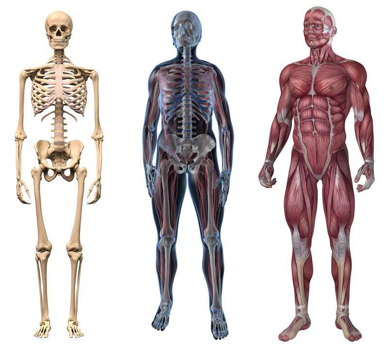 Anatomia Humana : Sistema Esquelético